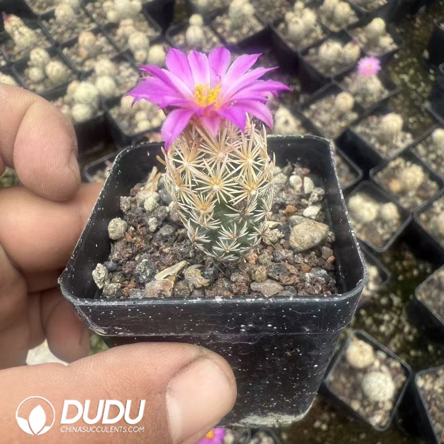 10123D20.jpg (Seed Grown)Escobaria minima - 画像 (1)