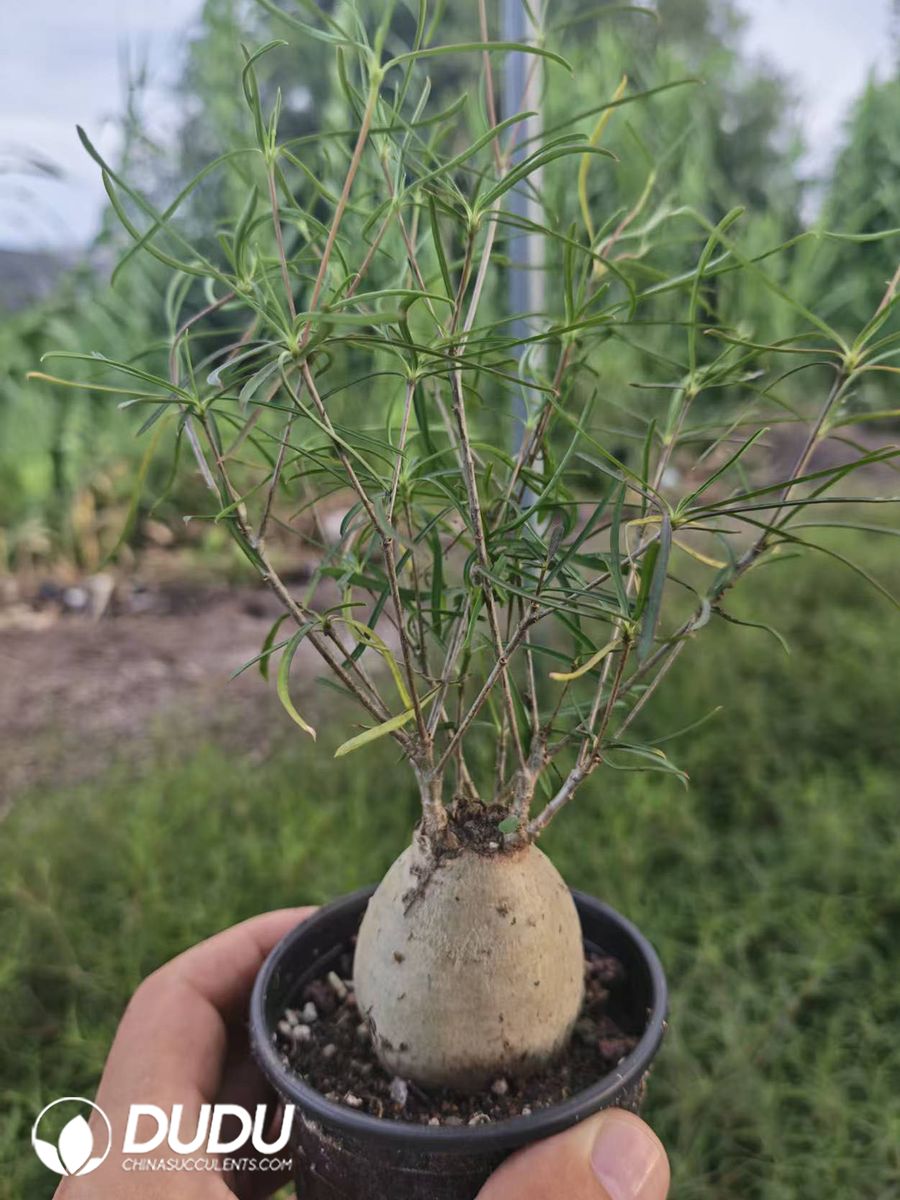 10125D90.jpg (Seed Grown) Euphorbia Rossii - 画像 (1)