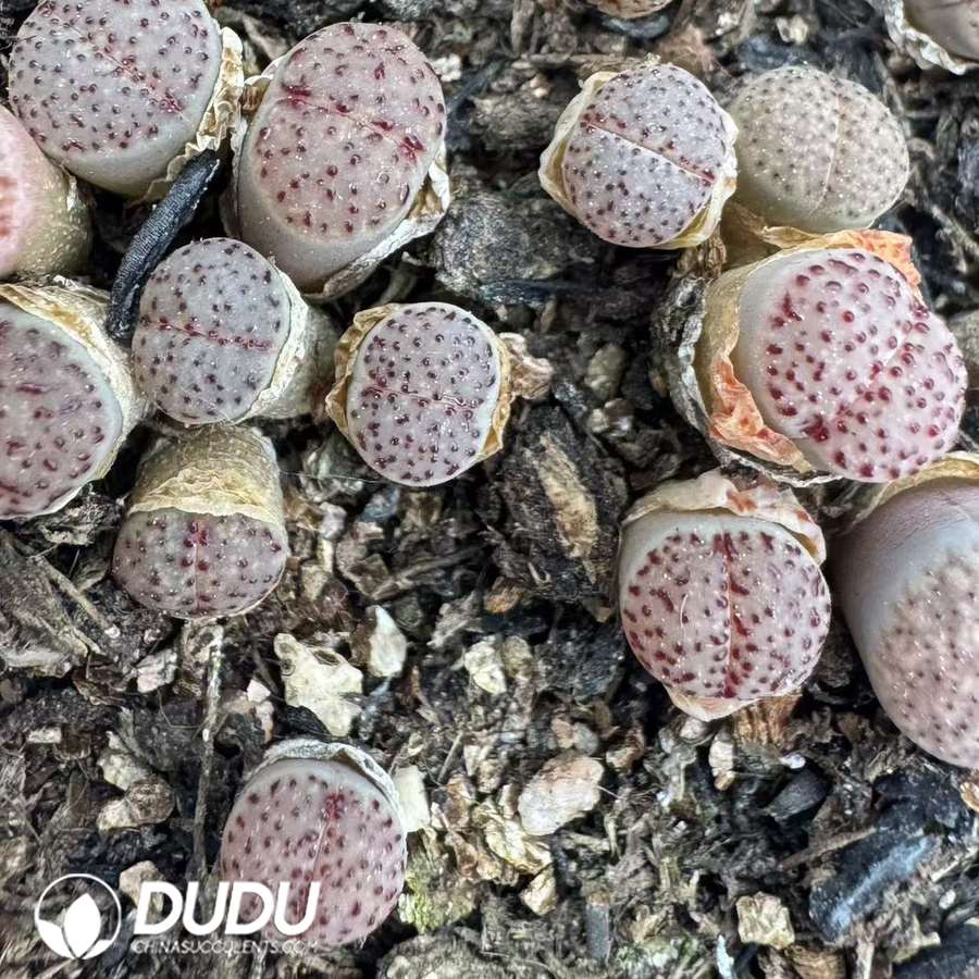 10152D10.jpg Lithops Pink Flame - 画像 (1)