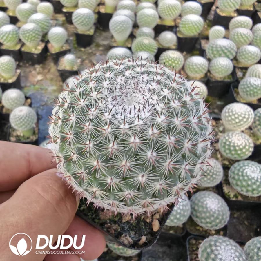 10155D40.jpg Mammillaria brauneana - 画像 (1)
