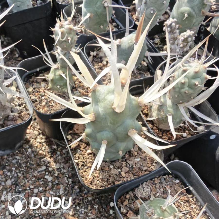 10156D40.jpg Tephrocactus articulatus - 画像 (1)