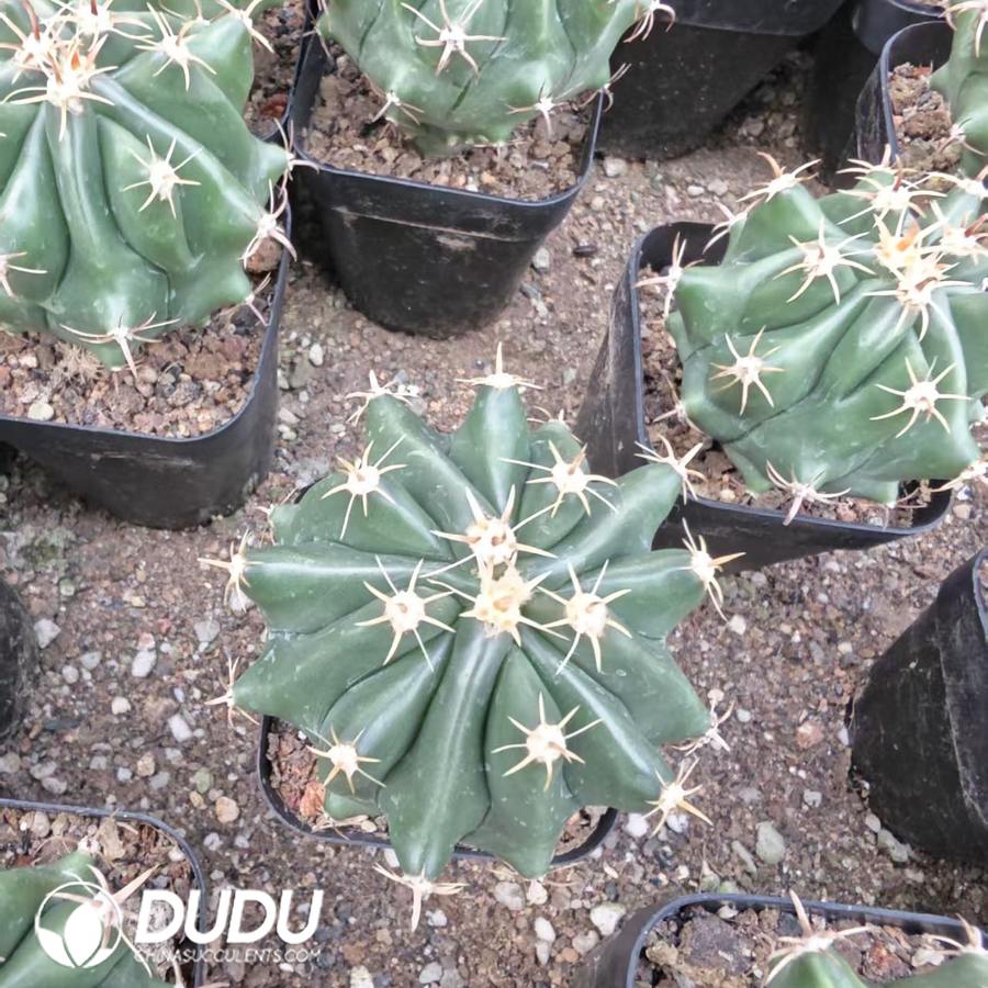 10157D40.jpg Ferocactus horridus var.crassispinus - 画像 (1)