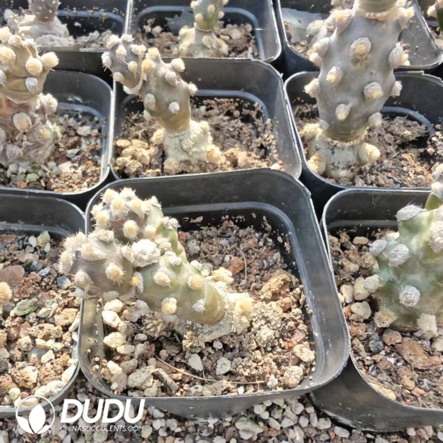 10158D40.jpg Tephrocactus Molinensis (syn. Opuntia molinensis) - 画像 (1)