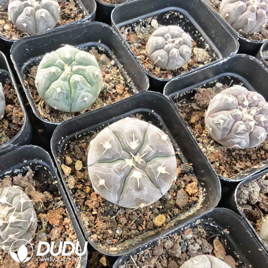 10159D40.jpg Gymnocalycium prochazkianum - 画像 (1)