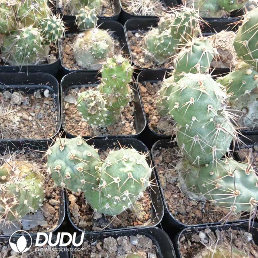10160D40.jpg Tephrocactus alexanderi - 画像 (1)