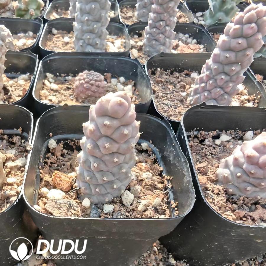 10161D40.jpg Tephrocactus articulatus var. strobiliformis - 画像 (1)