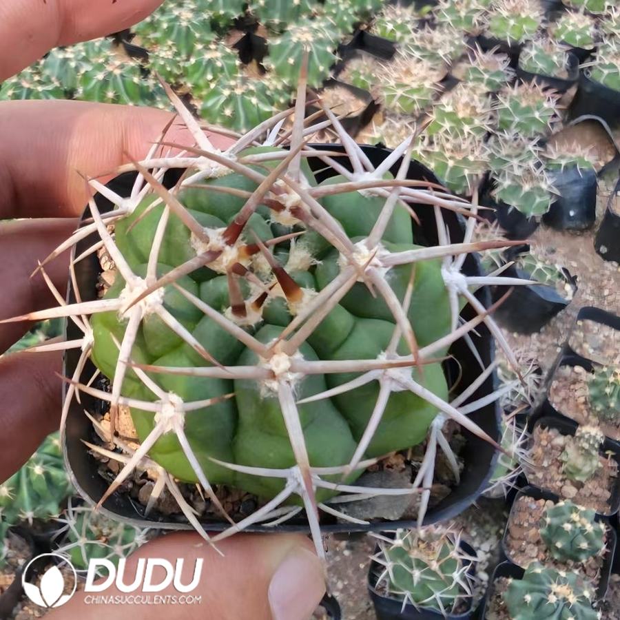 10162D40.jpg Gymnocalycium hybopleurum - 画像 (1)