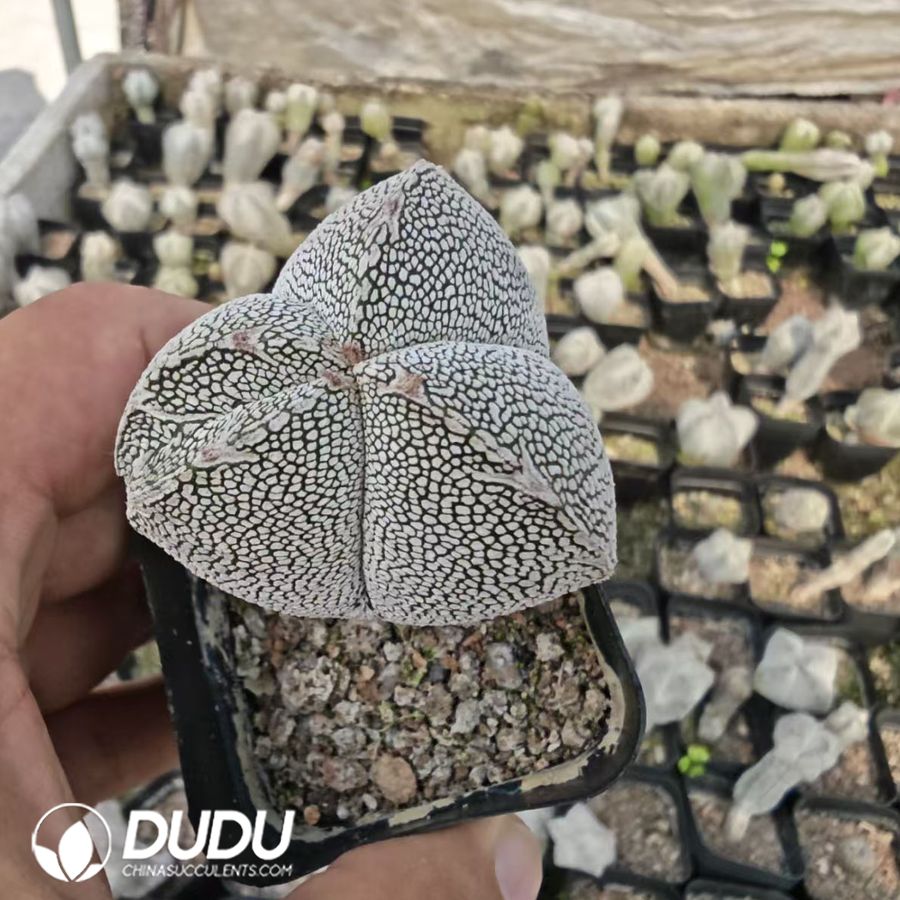 10163D40.jpg Astrophytum myriostigma 'Onzuka' - 画像 (1)