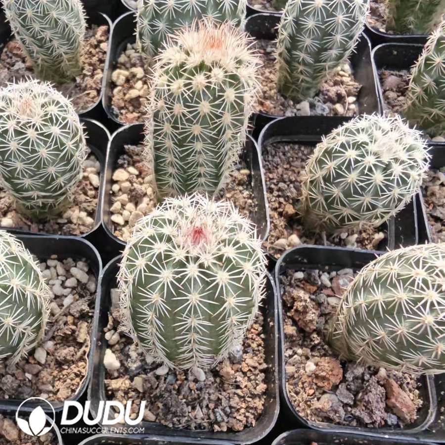 10164D40.jpg Echinocereus dasyacanthus var. ctenoides - 画像 (1)