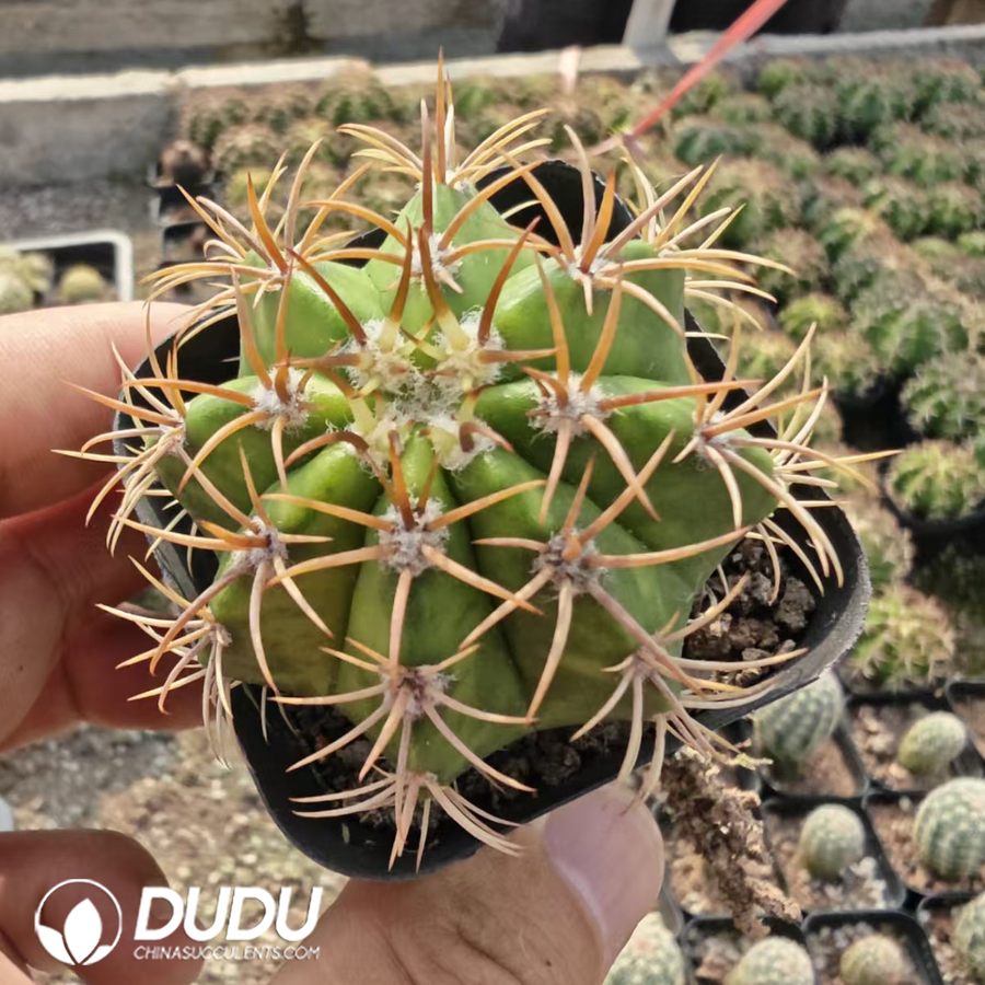 10165D40.jpg Melocactus matanzanus cv. Variegated - 画像 (1)