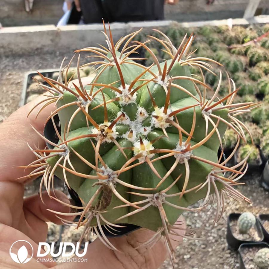 10166D40.jpg Melocactus matanzanus - 画像 (1)