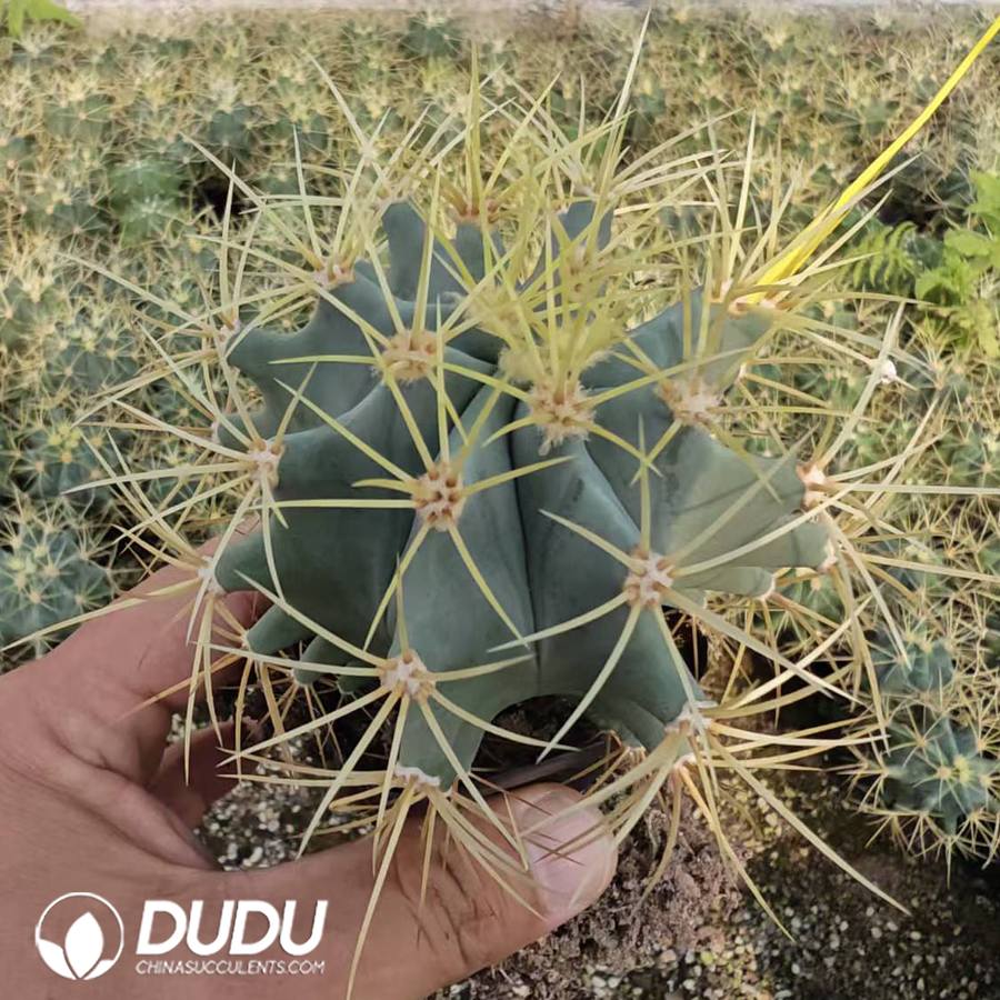 10167D40.jpg Ferocactus glaucescens - 画像 (1)