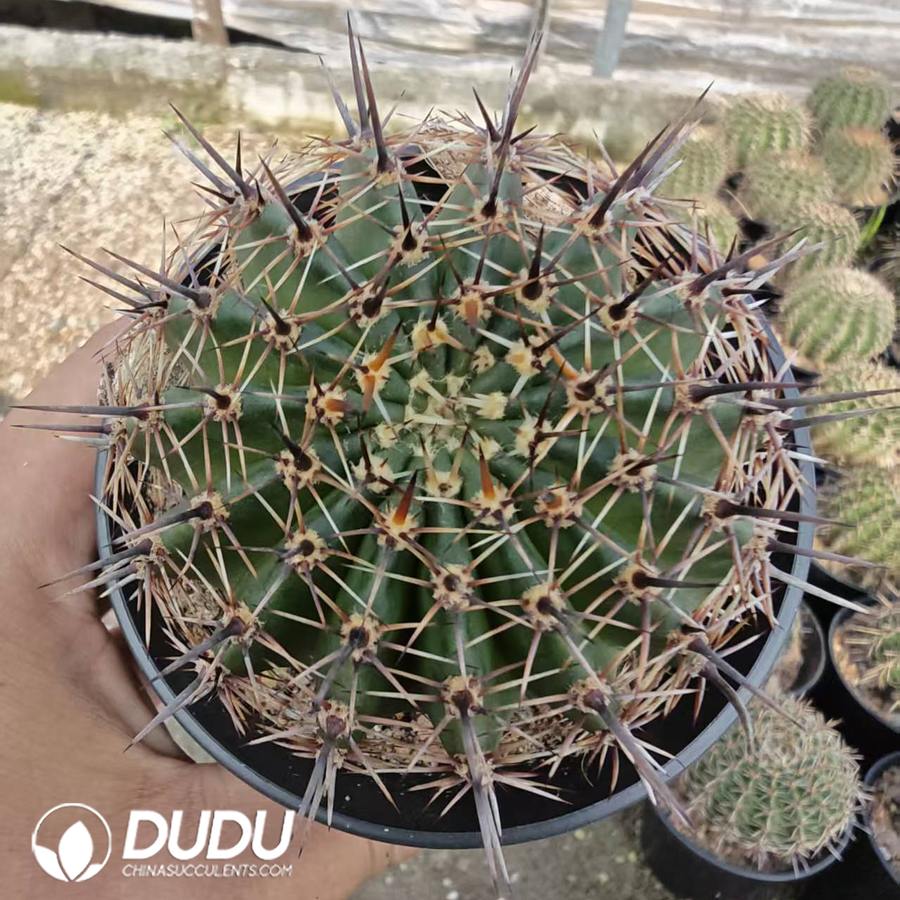 10168D70.jpg Echinopsis aurea - 画像 (1)
