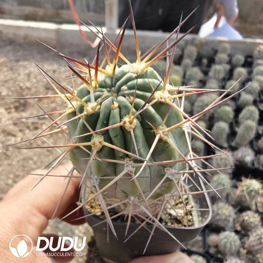 10169D40.jpg Echinopsis Glaucina - 画像 (1)