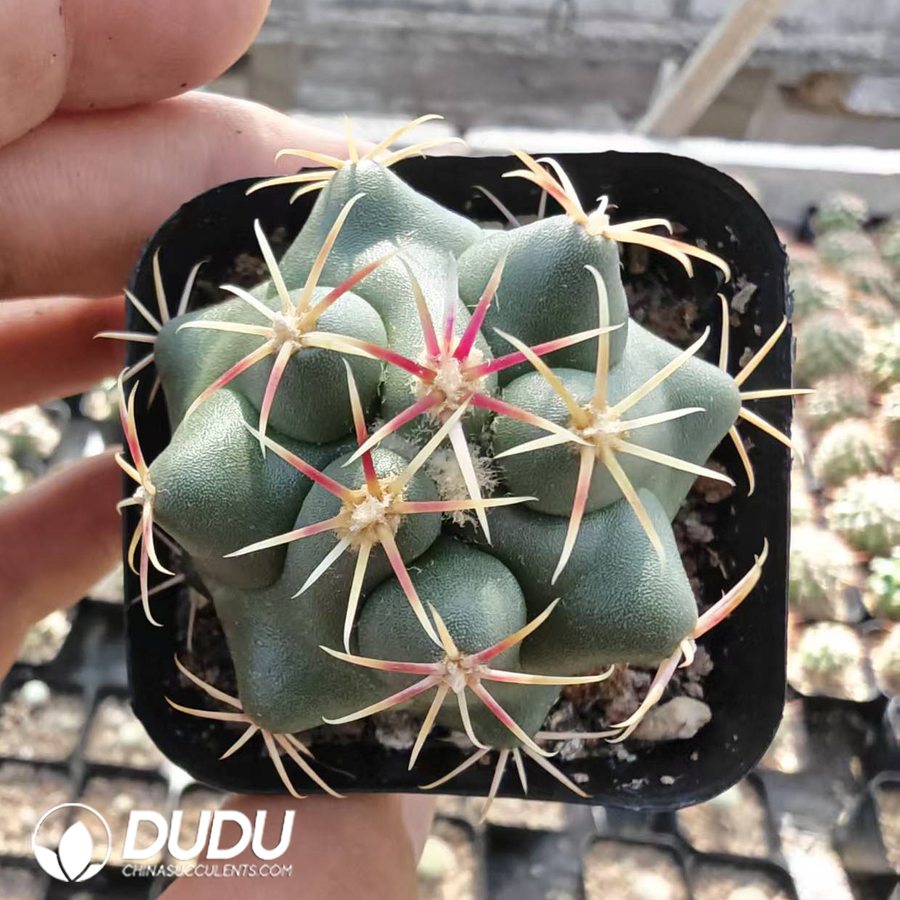 10171D40.jpg Thelocactus Heterochromus - 画像 (1)