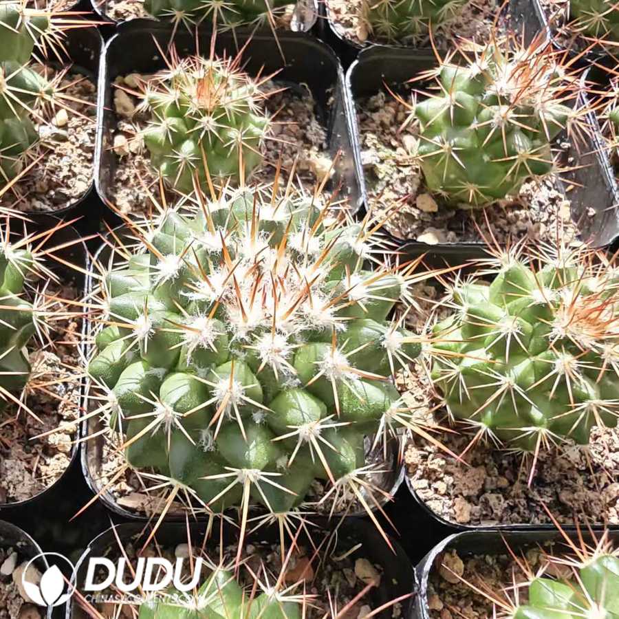 10172D40.jpg Mammillaria vetula - 画像 (1)