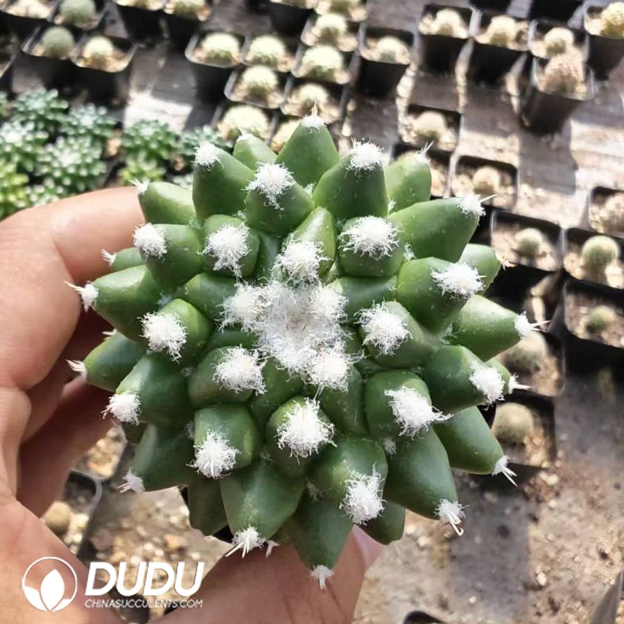 10173D40.jpg Mammillaria Bucareliensis Erusamu - 画像 (1)