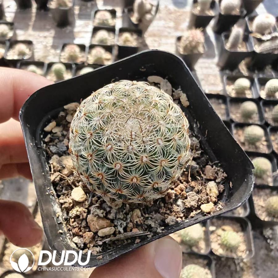 10174D40.jpg Mammillaria huitzilopochtli - 画像 (1)