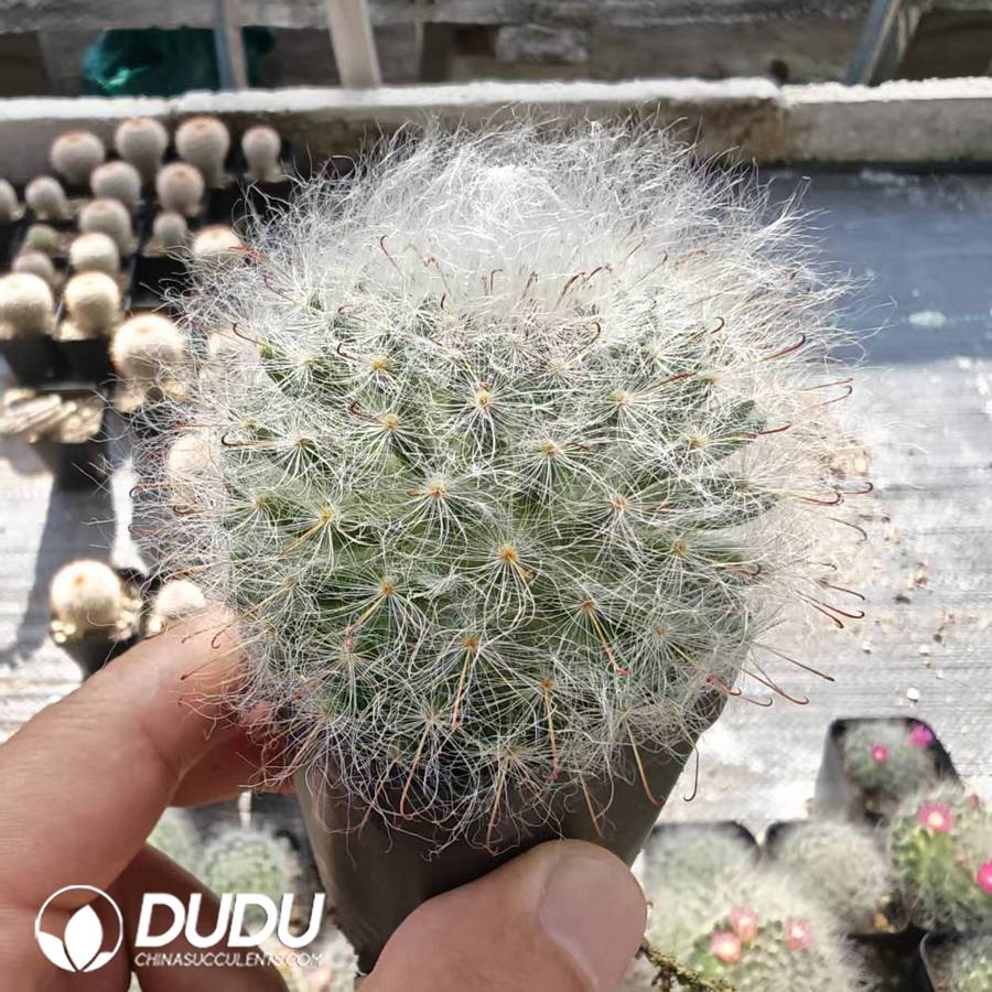 10175D40.jpg Mammillaria bocasana Multilanata - 画像 (1)