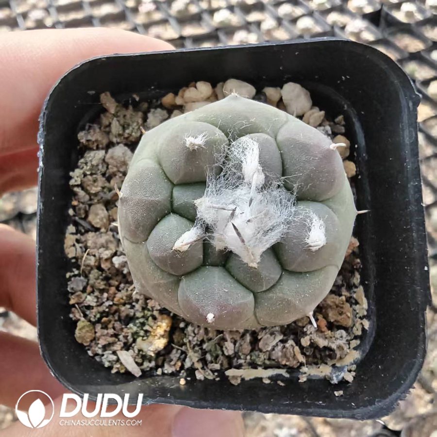 10177D40.jpg Turbinicarpus jauernigii - 画像 (1)
