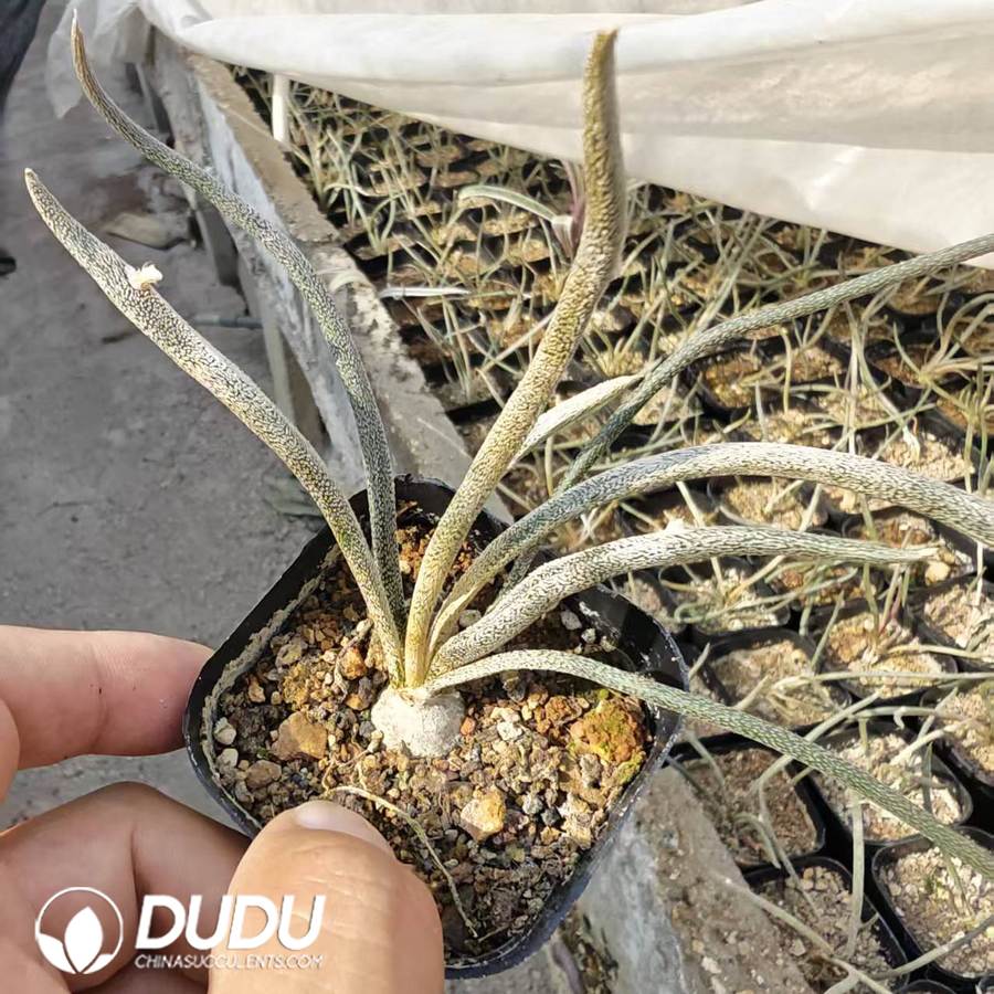 10178D50.jpg Astrophytum caput-medusae - 画像 (1)