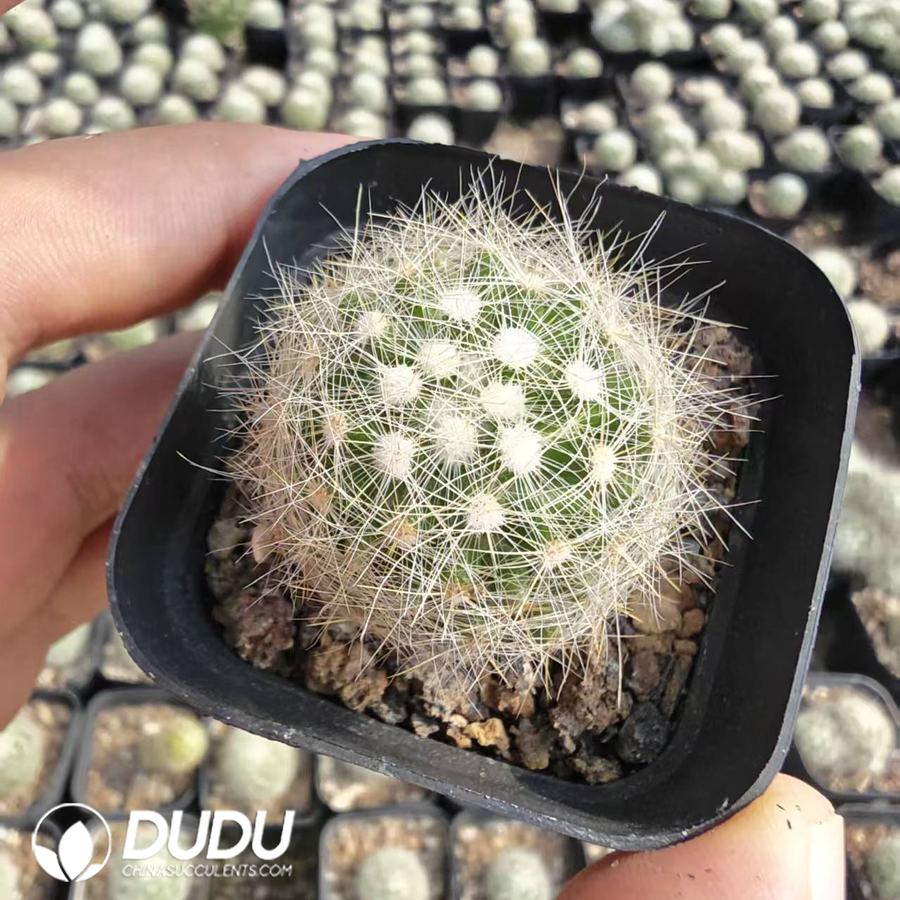 10179D40.jpg Mammillaria Baumii - 画像 (1)