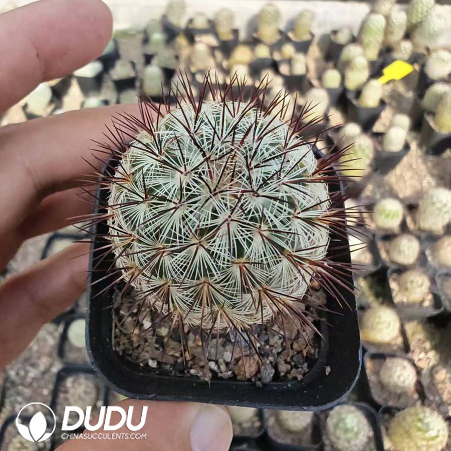 10181D40.jpg Mammillaria microhelia - 画像 (1)