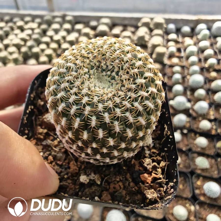 10186D40.jpg Rebutia arenacea - 画像 (1)