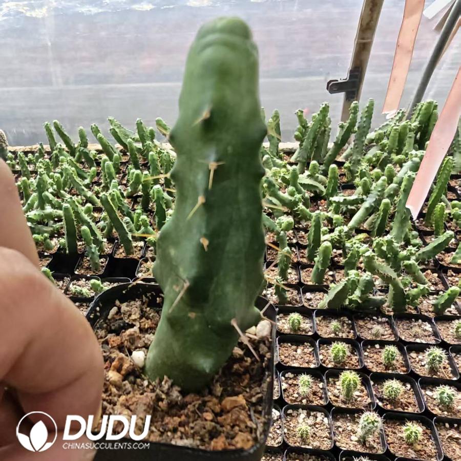 10187D40.jpg Echinocereus knippelianus - 画像 (1)