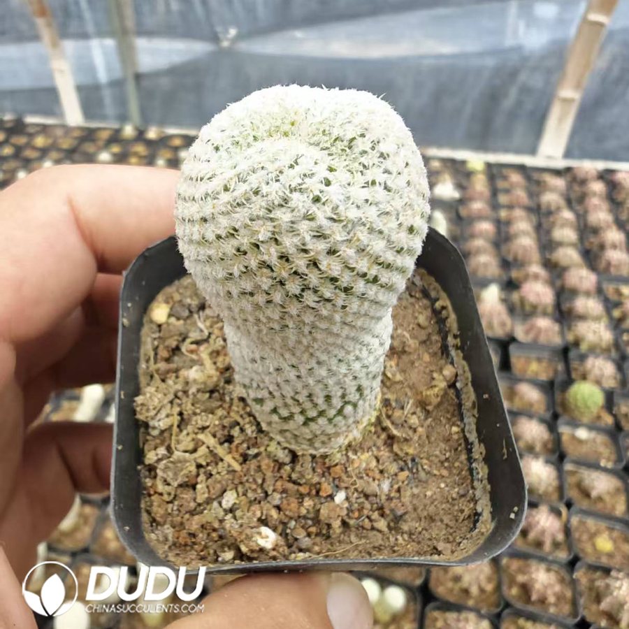 10188D40.jpg Epithelantha micromeris 'War God' - 画像 (1)