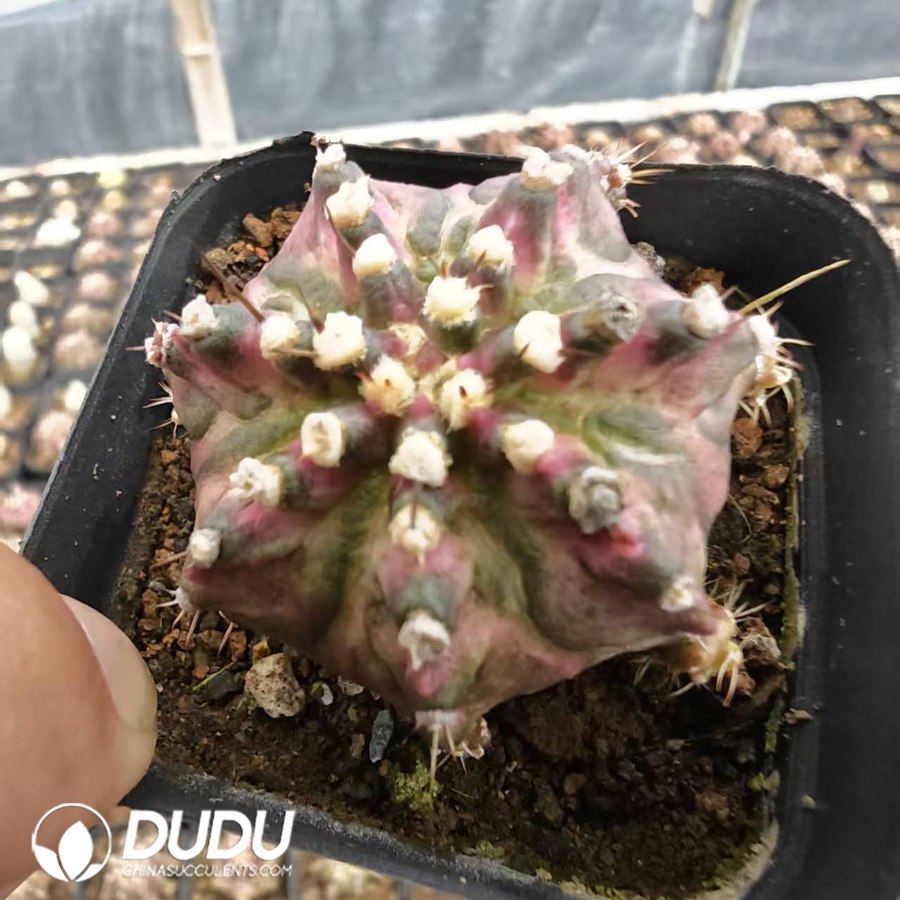 10189D40.jpg Gymnocalycium mihanovichii 'Poseidon' - 画像 (1)
