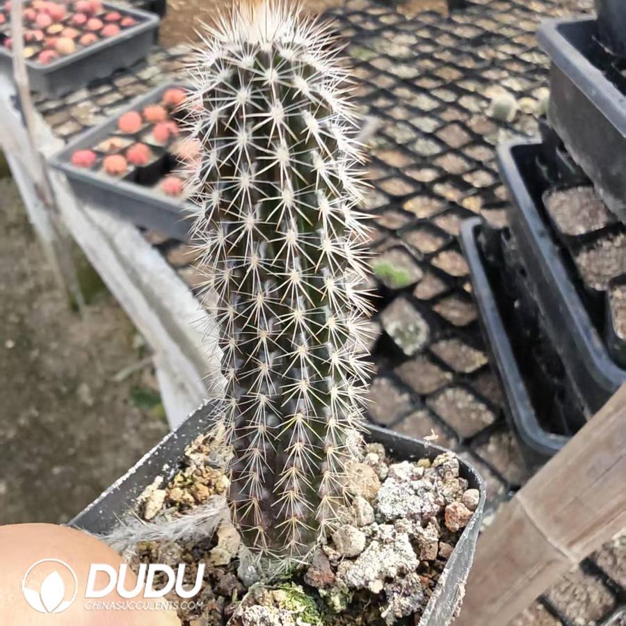 10192D40.jpg Echinopsis mirabilis - 画像 (1)