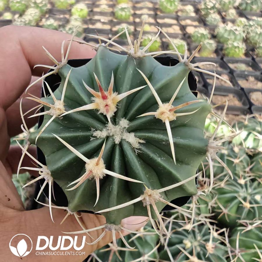 10194D40.jpg Echinocactus texensis - 画像 (1)