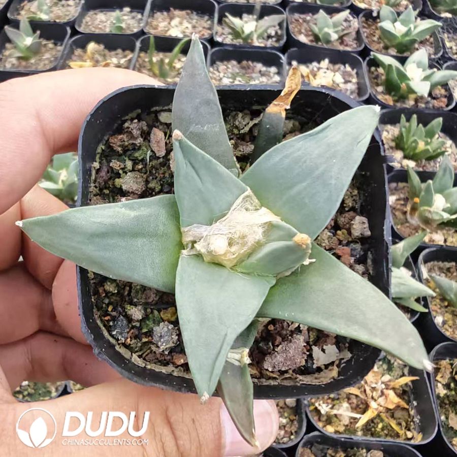 10195D40.jpg Ariocarpus retusus(seed grow) - 画像 (1)