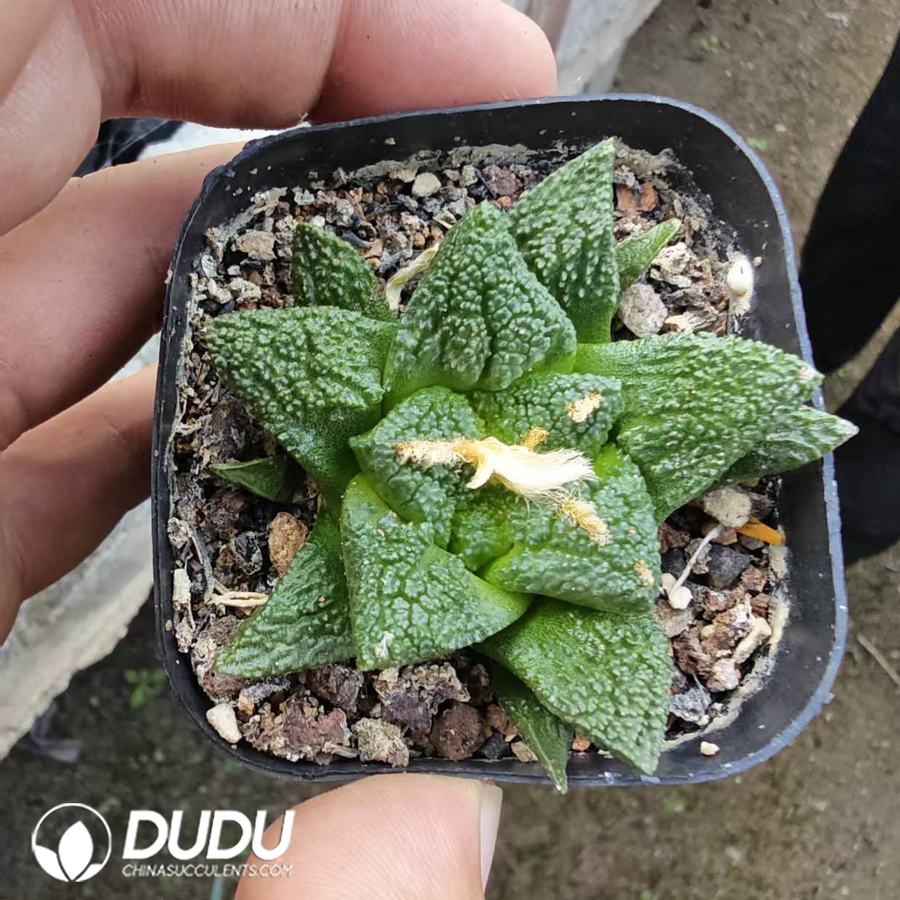 10196D40.jpg Ariocarpus retusus ‘Cauliflower’ - 画像 (1)