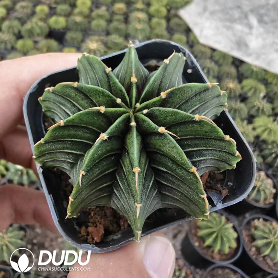 10197D40.jpg Gymnocalycium stenopleurum - 画像 (1)
