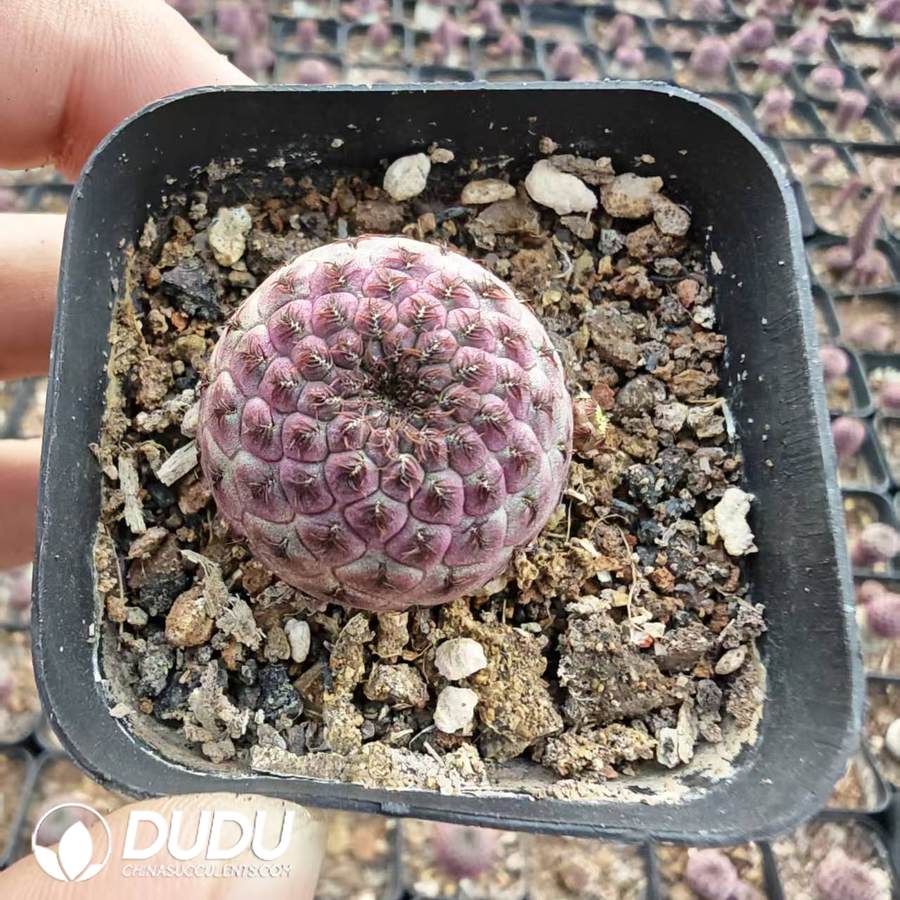 10198D40.jpg Echinopsis sanguiniflora - 画像 (1)