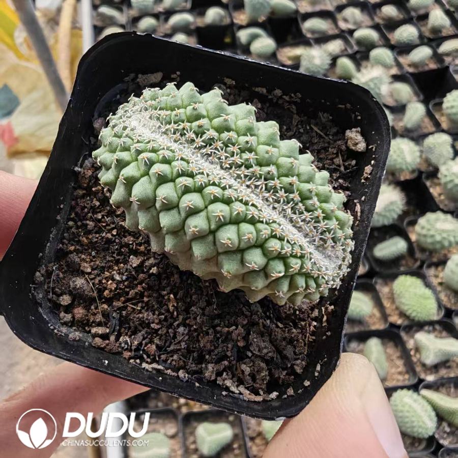 10199D40.jpg Strombocactus disciformis cristata - 画像 (1)