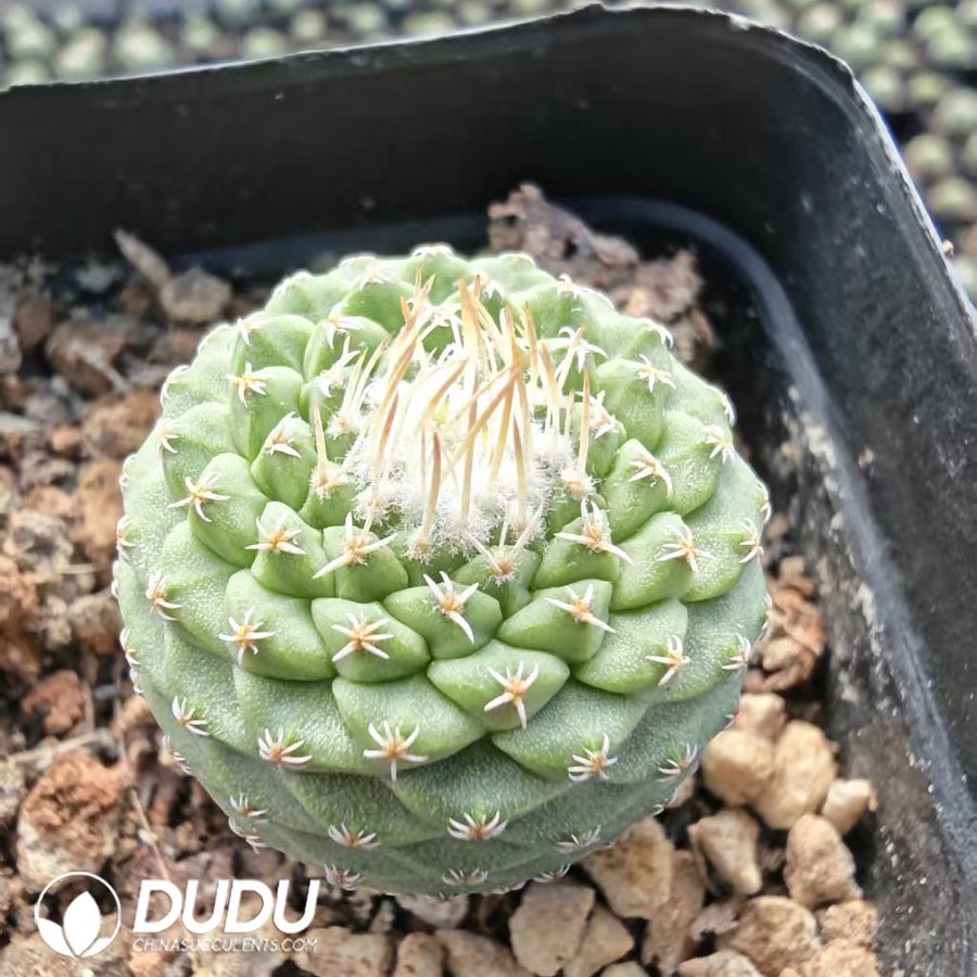 10200D40.jpg Strombocactus disciformis - 画像 (1)