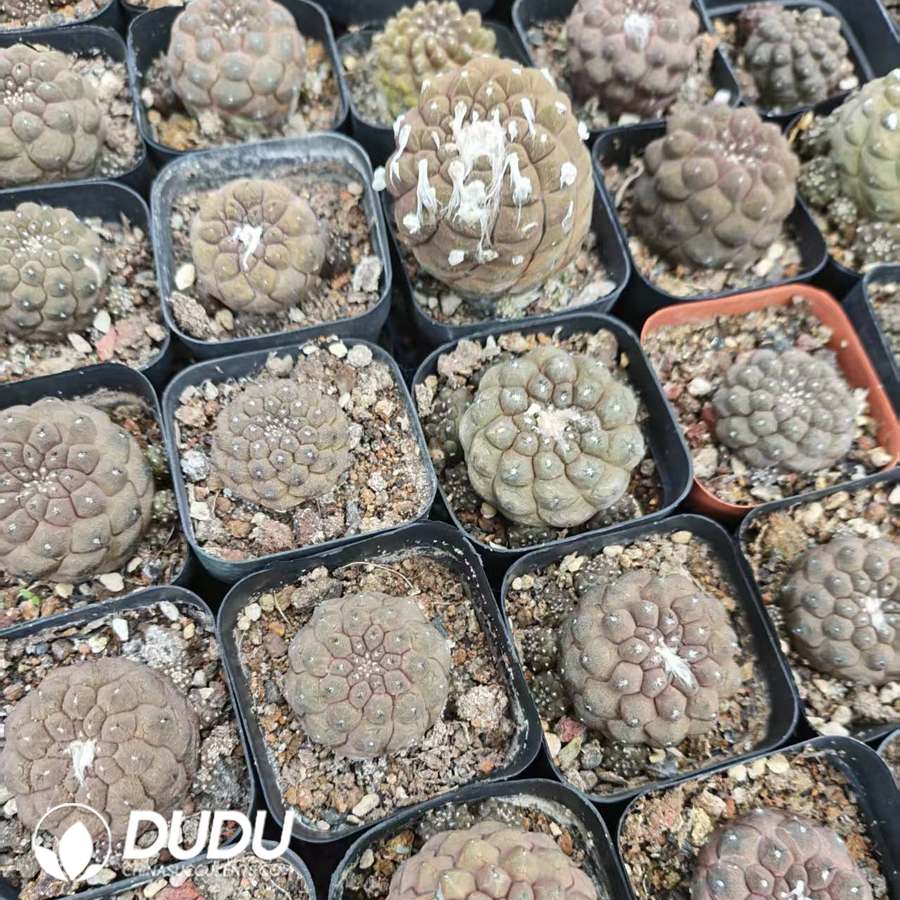 10201D40.jpg Copiapoa hypogaea - 画像 (1)