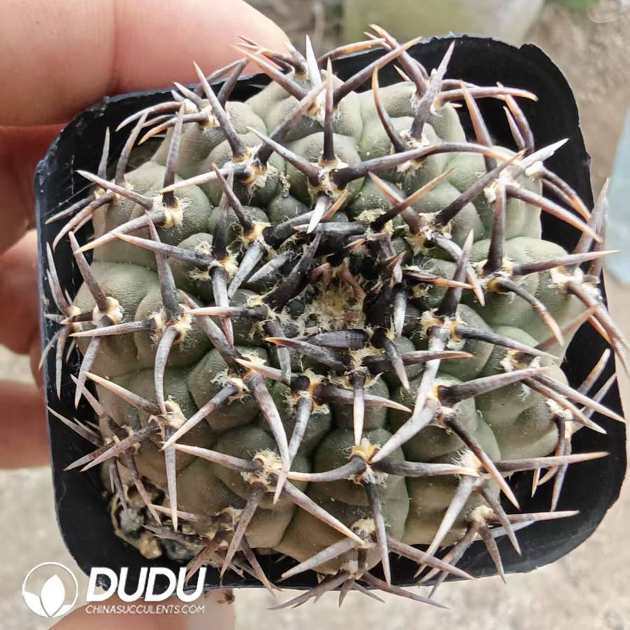 10202D40.jpg Gymnocalycium bodenbenderianum f. nigrispina - 画像 (1)
