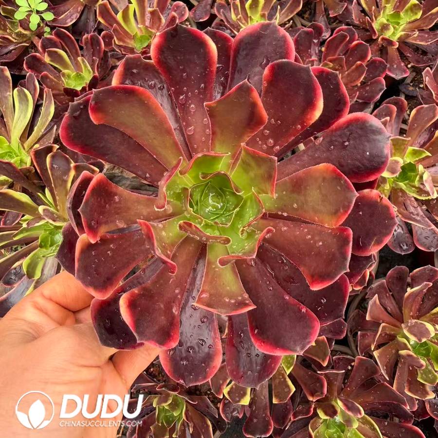 00332D120.jpg Aeonium Superbang - 画像 (1)