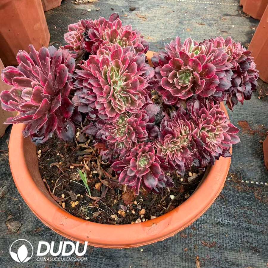 00655D150.jpg Aeonium The Goddess of Darkness Cristata - 画像 (1)