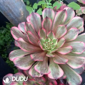 Aeonium Butterfly Robe Clustering｜多肉植物卸売｜DUDU Succulents