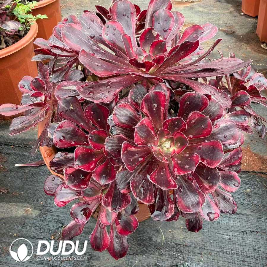 09922D220.jpg Aeonium Red Diamond Clustering - 画像 (1)