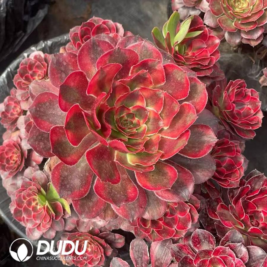 09923D170.jpg Aeonium Butterfly Robe Clustering - 画像 (1)