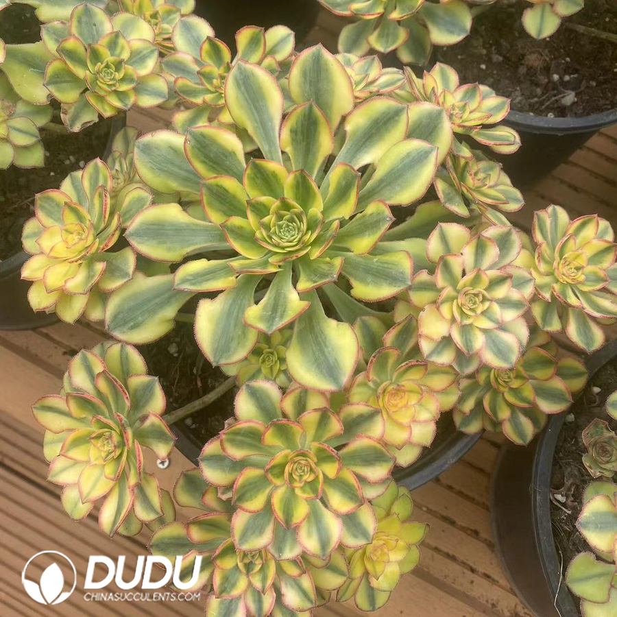 09926D170.jpg Aeonium Sun God Clustering - 画像 (1)