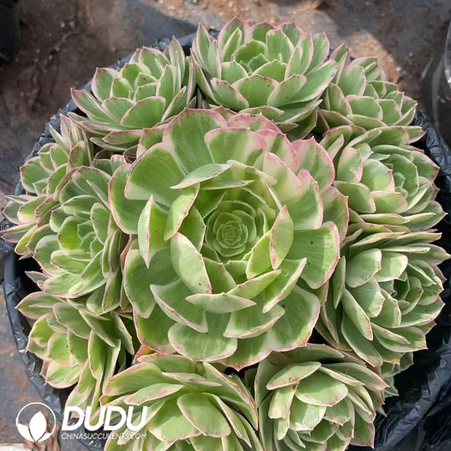 09927D170.jpg Aeonium Honey Foundation Clustering - 画像 (1)