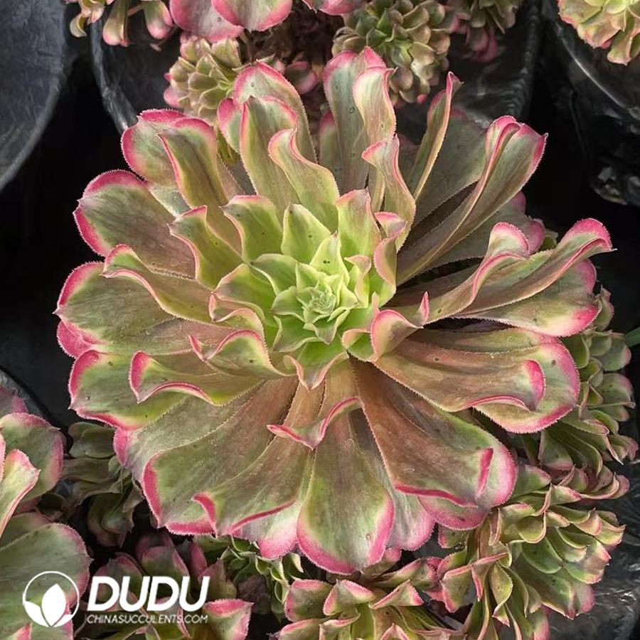 09929D170.jpg Aeonium Wave Clustering - 画像 (1)