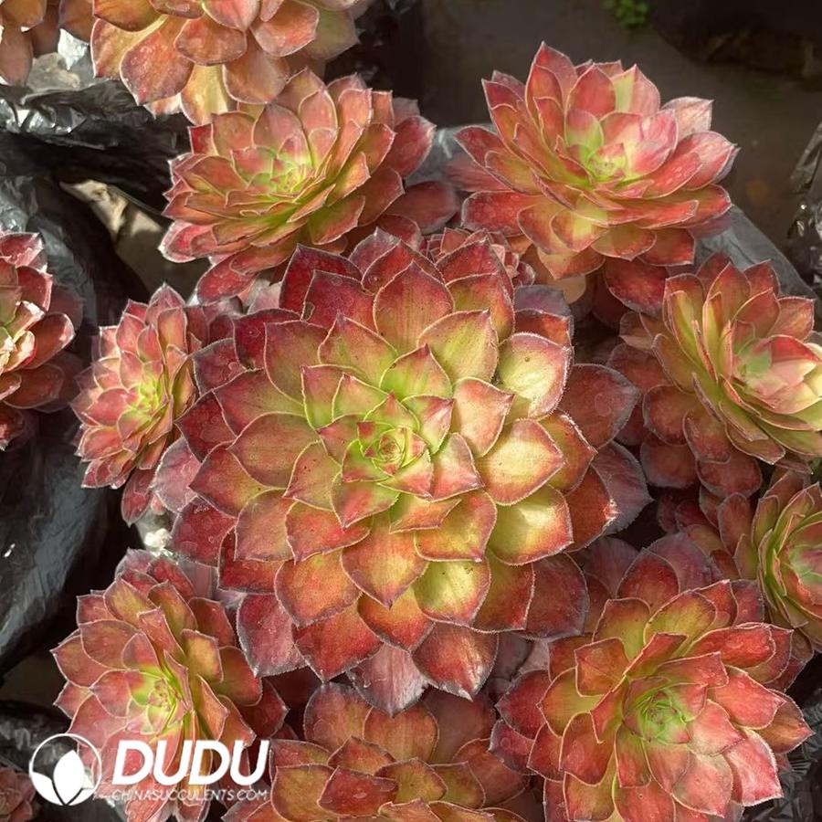 09930D250.jpg Aeonium Koi Fish Clustering - 画像 (1)